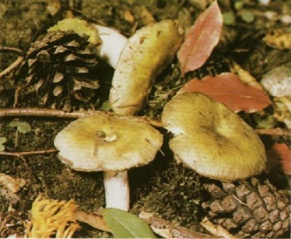  - Russula ochroleuca